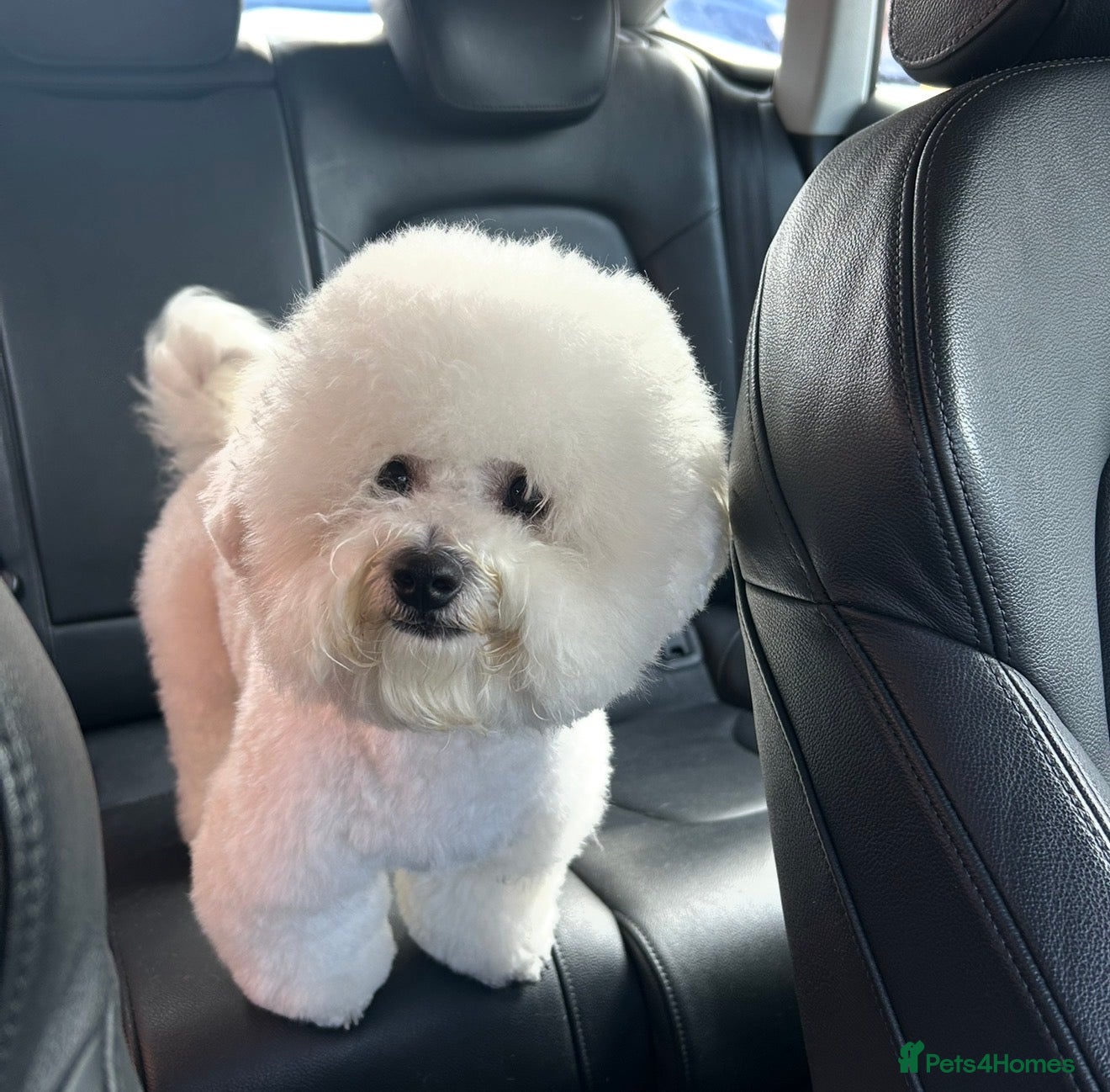Bichon Frise dogs Pure breed Bichon Frise - 5 generation pedigree  - Advert 2