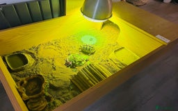 Hermann Tortoise reptiles for sale: Dwarf Herman Tortoise  - Image 3