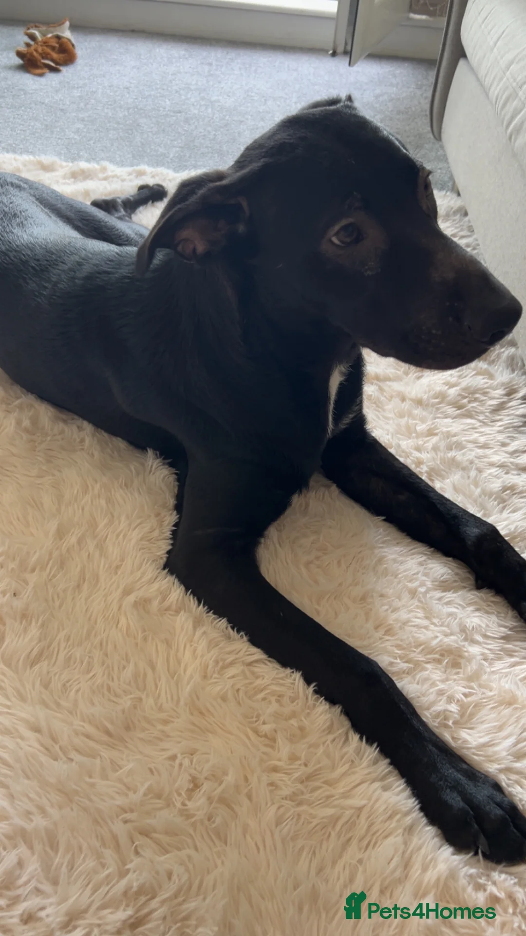 Mixed Breed dogs for sale: Rescue dog Loki  in Wigan - Advert 2