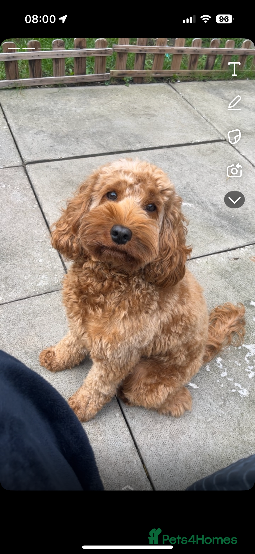 Cockapoo dogs for sale: Red cockapoo pups 😍 3 weeks old almost  - Advert 3