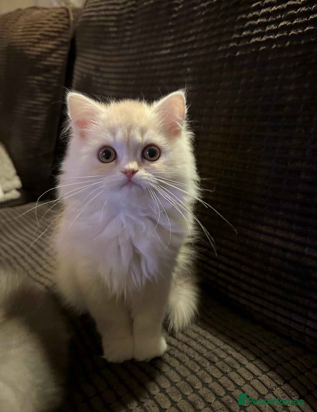 Persian cats for sale: 2 gorgeous cuddly Persian baby boys💙 - Advert 18