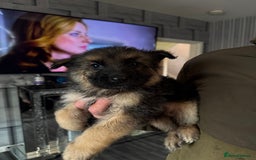 German Shepherd dogs for sale: German shepherd  - Image 6