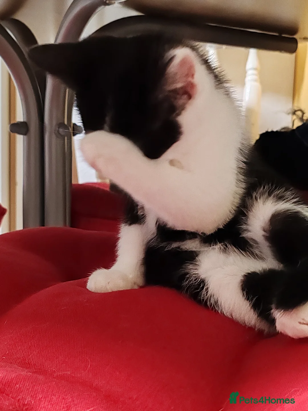 Mixed Breed cats for sale: Loving kittens are looking for a new home - Advert 7