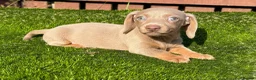 Miniature Dachshund dogs for sale: ❤️Adorable Isabella Miniature Dachshund Puppies 🐶 - Advert 37