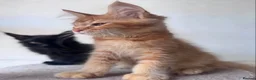 Maine Coon cats for sale: Maine Coon Registered kittens - Advert 8