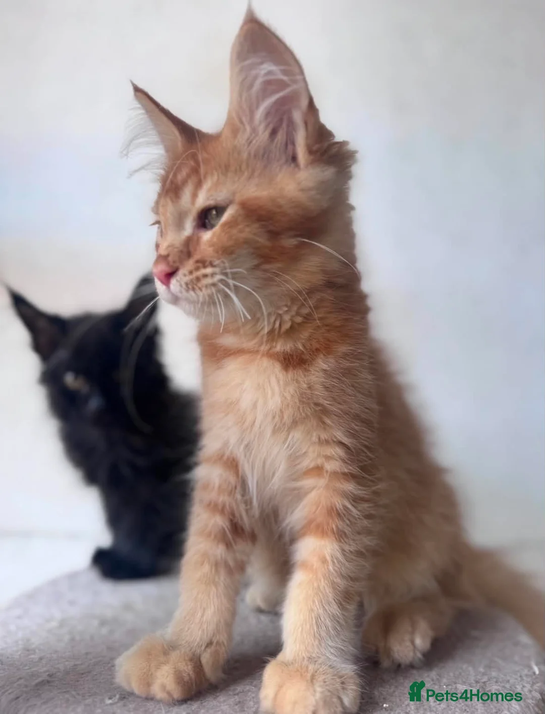 Maine Coon cats for sale: Maine Coon Registered kittens - Advert 8