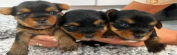 Yorkshire Terrier dogs for sale: Beautiful Yorkshire Terrier Puppies for Sale - Advert 7