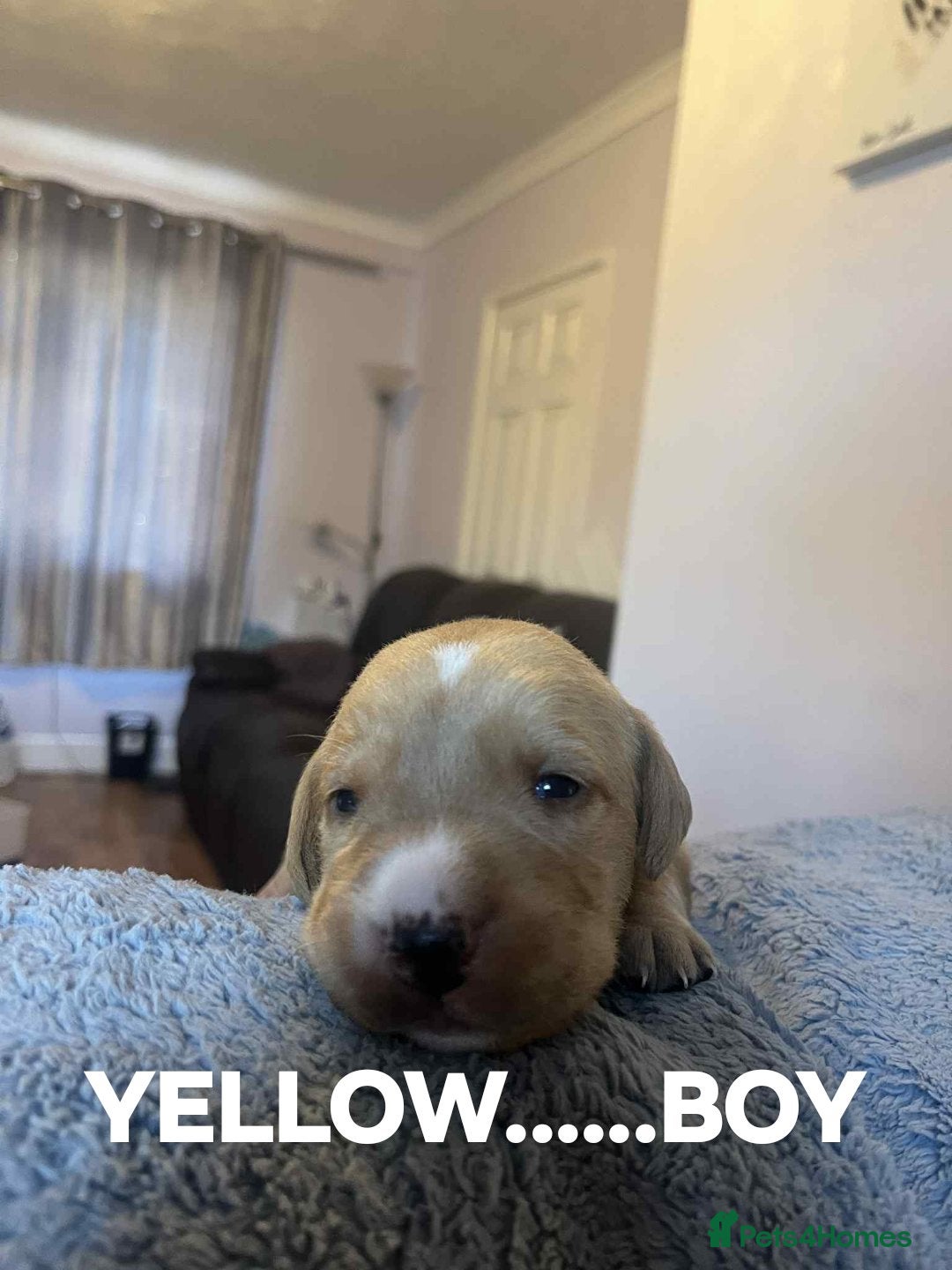 Labrador Retriever dogs for sale: KC LABRADORS - Image 10