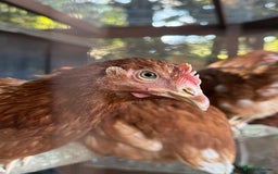 Chickens poultry for sale: Bantam Hybrid Hens - Image 2
