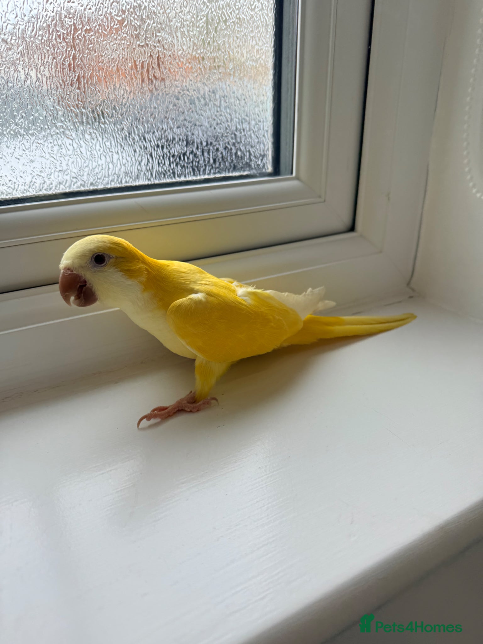 Parrots birds BEAUTIFUL QUAKER / MONK PARROTS BIRDS  - Advert 11