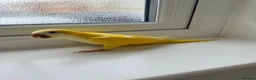 Parrots birds for sale: BEAUTIFUL QUAKER / MONK PARROTS BIRDS  - Advert 1