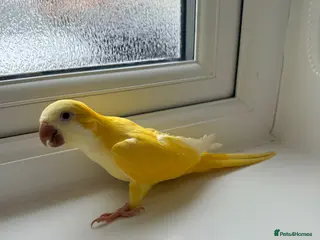 Parrots birds BEAUTIFUL QUAKER / MONK PARROTS BIRDS - Advert 1