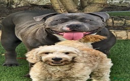 Cockapoo dogs for sale: LAST BOY LEFT ABSOLUTELY STUNNING COCKAPOO  - Image 2