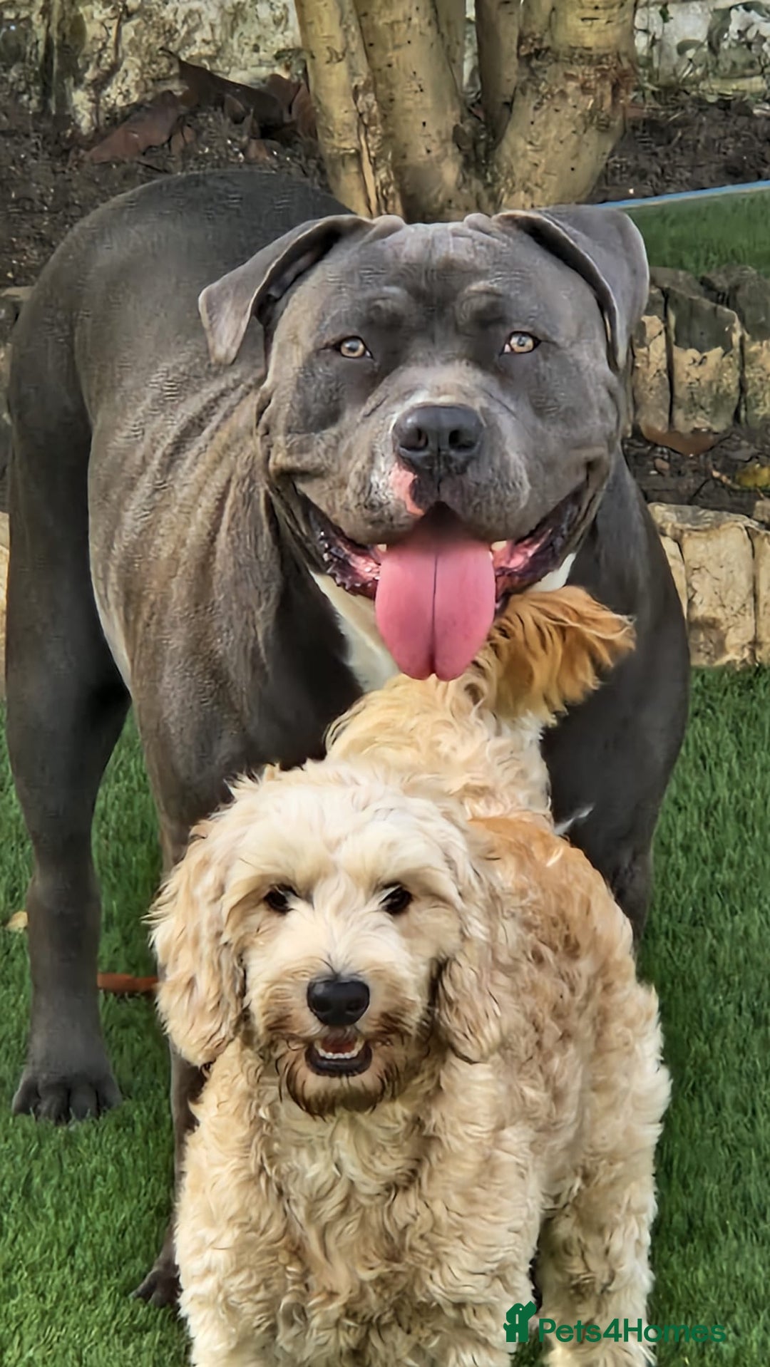 Cockapoo dogs for sale: LAST BOY LEFT ABSOLUTELY STUNNING COCKAPOO  - Image 2