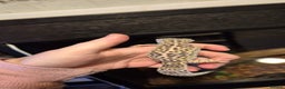 Leopard Gecko reptiles for sale: CB25 Leopard Geckos  - Advert 8