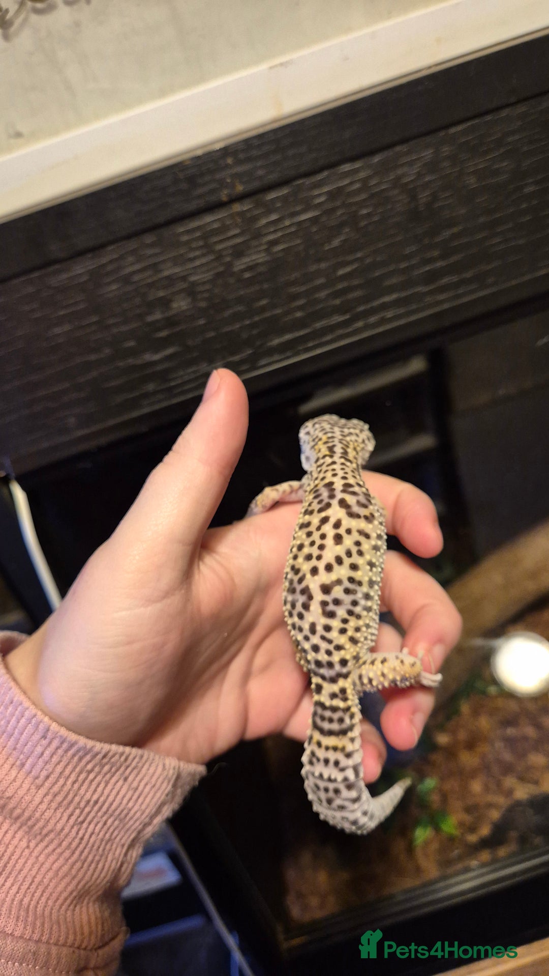 Leopard Gecko reptiles for sale: CB25 Leopard Geckos  - Advert 8