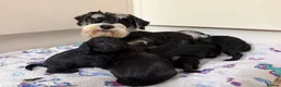Miniature Schnauzer dogs for sale: Beautiful Litter Mini Schnauzer X Mini Poodle - Advert 11