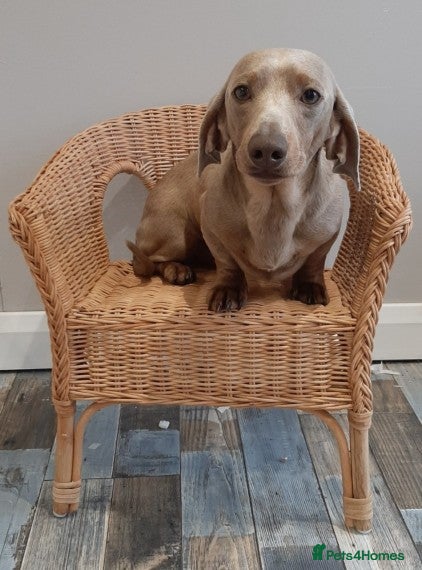 Miniature Dachshund dogs Gorgeous Isabella and tan - Advert 7