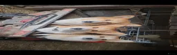 Welsh Corgi Pembroke dogs for sale: Pembroke corgi pups - Advert 26