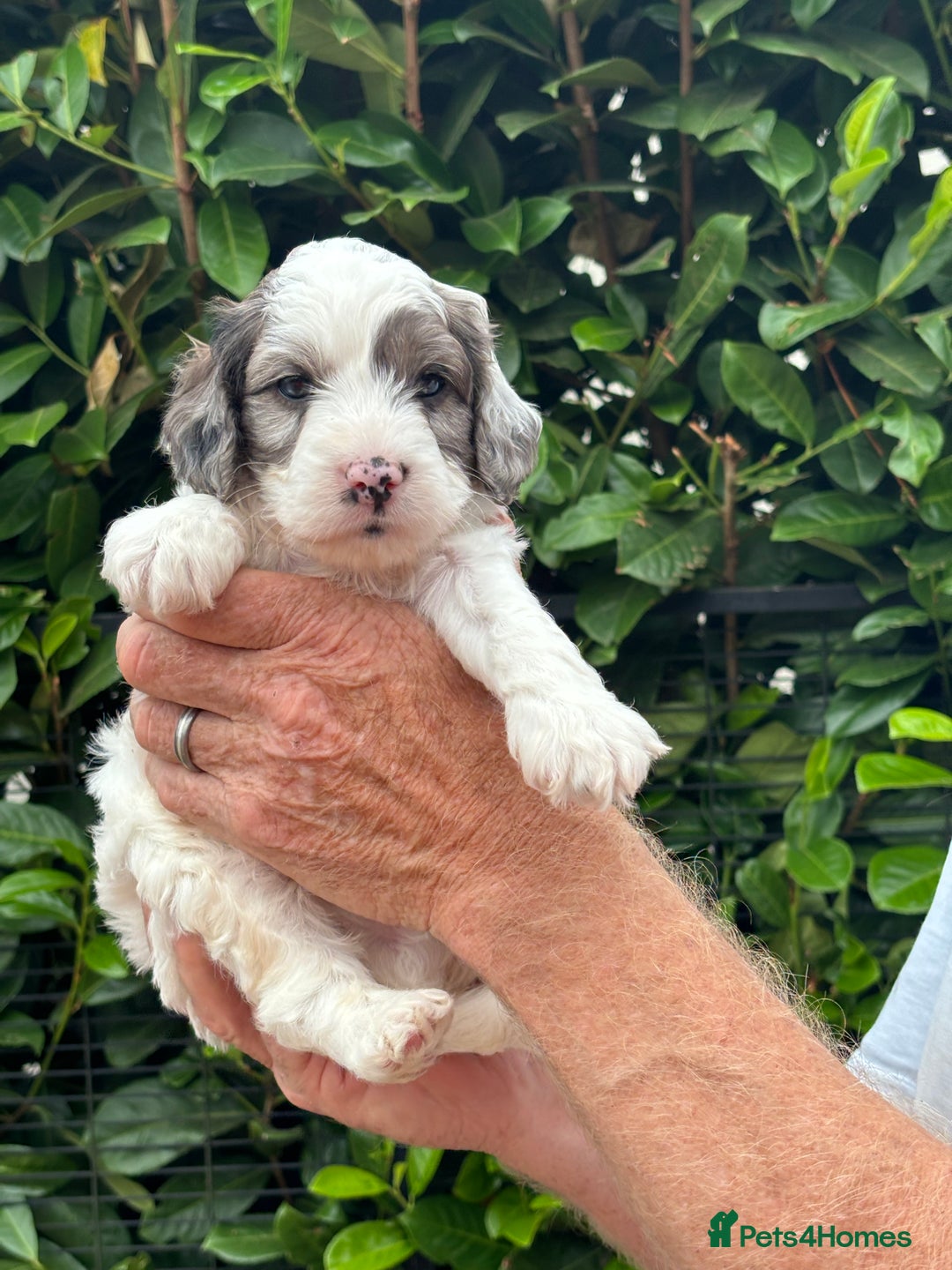 Cockapoo dogs for sale: DNA clear / Licensed Breeder for peace of mind  - Image 19