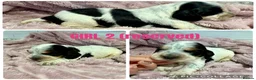 Cocker Spaniel dogs for sale: *KC REG show cocker spaniels  - Advert 9