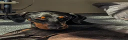 Dobermann dogs for sale: Bear  - Advert 9