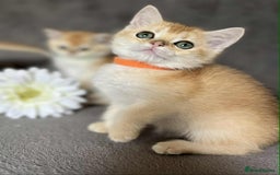 British Shorthair cats for sale: Beautiful British Shorthair kittens 🫶 - Image 15