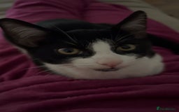 Domestic Shorthair cats for sale: Lovely kitten looking for new home  - Image 5