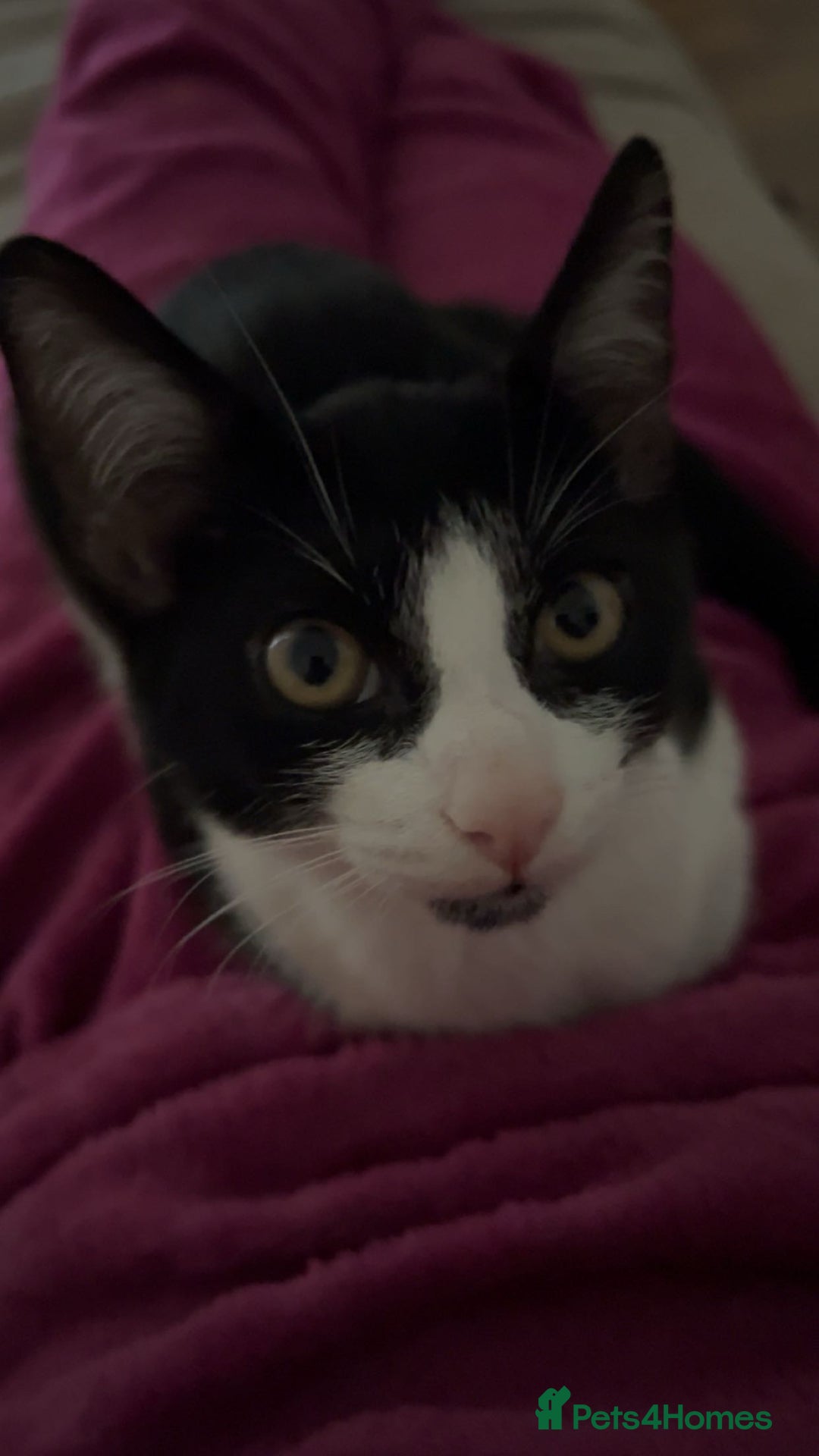 Domestic Shorthair cats for sale: Lovely kitten looking for new home  - Image 5
