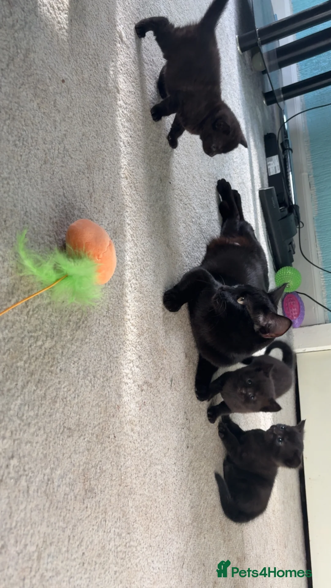 Mixed Breed cats for sale:  lovely black tabby’s looking for there homes  in Crieff - Advert 10