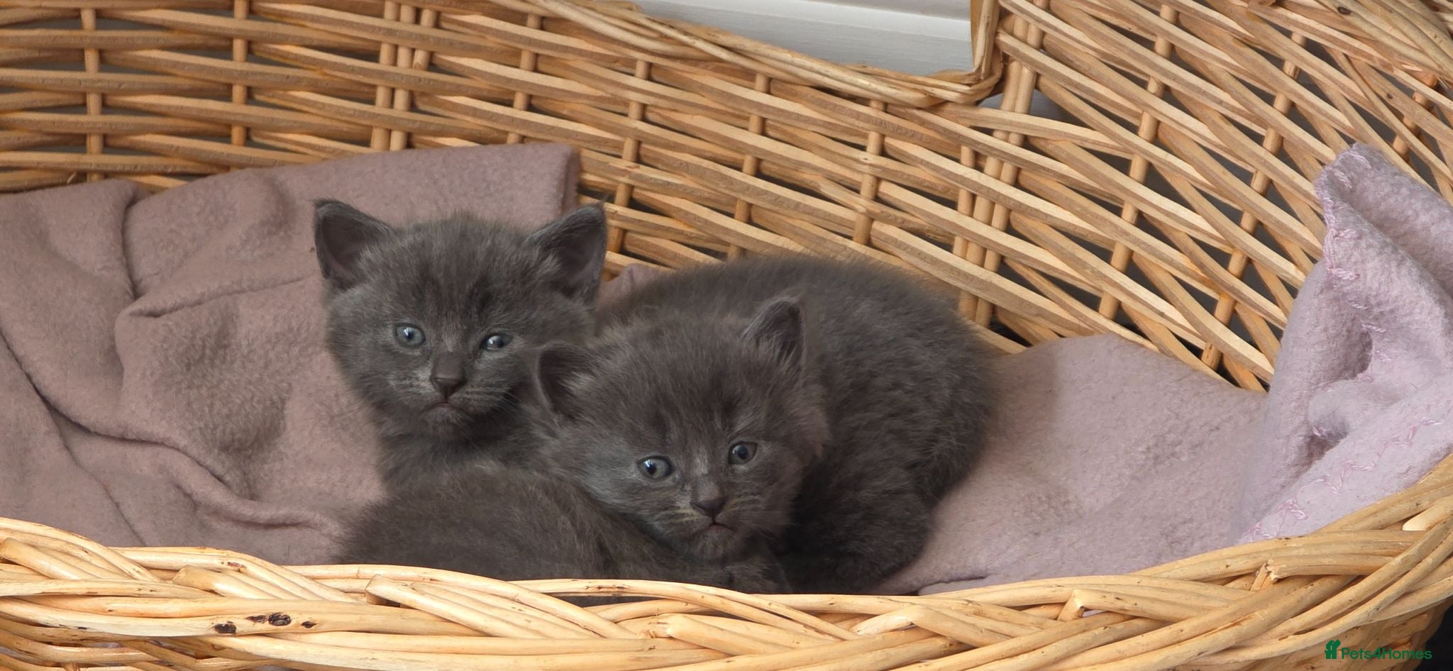 Mixed Breed cats 2 beautiful kittens 😸  - Advert 12