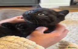 British Shorthair cats for sale: Superb British Short Hair kittens  in Bradford - Image 15