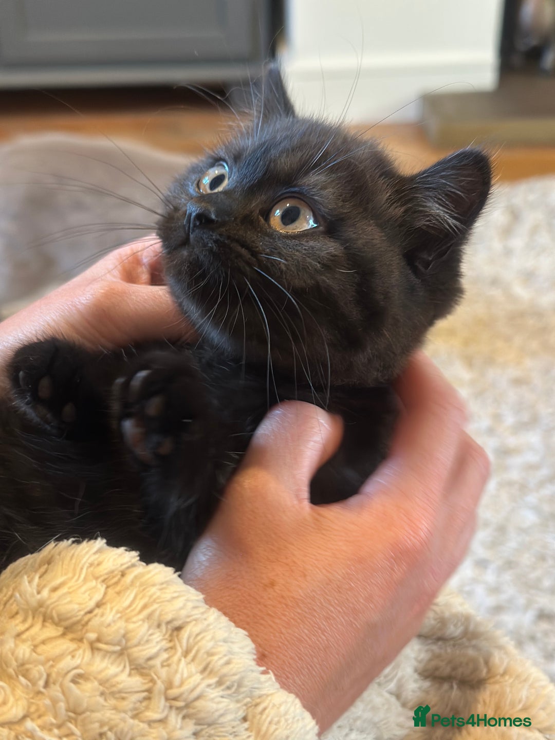British Shorthair cats for sale: Superb British Short Hair kittens  in Bradford - Image 15