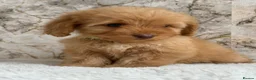 Cockapoo dogs for sale: Health tested F1 cockapoo puppies 🐶  - Advert 15