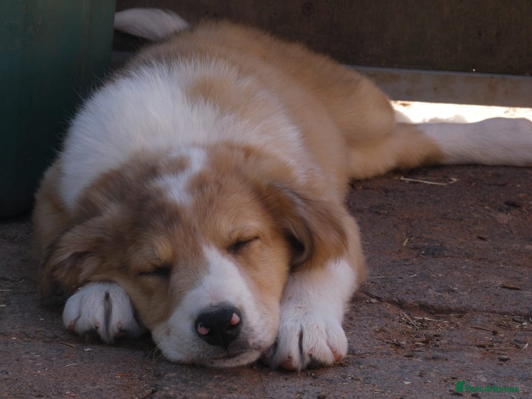 Border Collie dogs for sale: Red, and blue merle, tri, b/w collies farm reared - Image 16