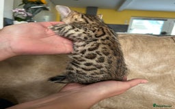 Bengal cats for sale: ❤️ PURE BENGAL KITTENS ❤️ - Image 17