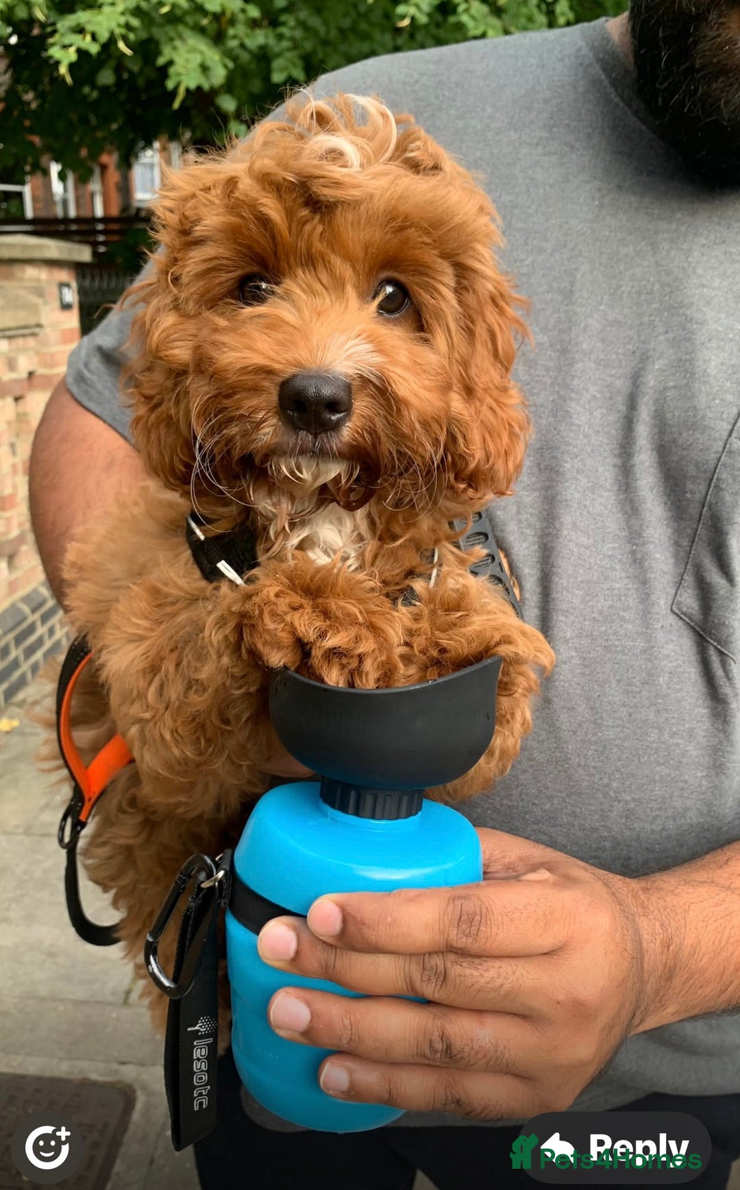 Cavapoo dogs for sale: F1 CAVAPOO BABIES 5🌟LICENSED BREEDER  - Image 23