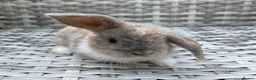 Mini Lop rabbits for sale: Pure bred mini lops - Advert 22