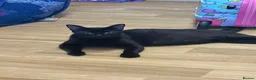 Mixed Breed cats for sale: 4 black kittens  in Ripley - Advert 7