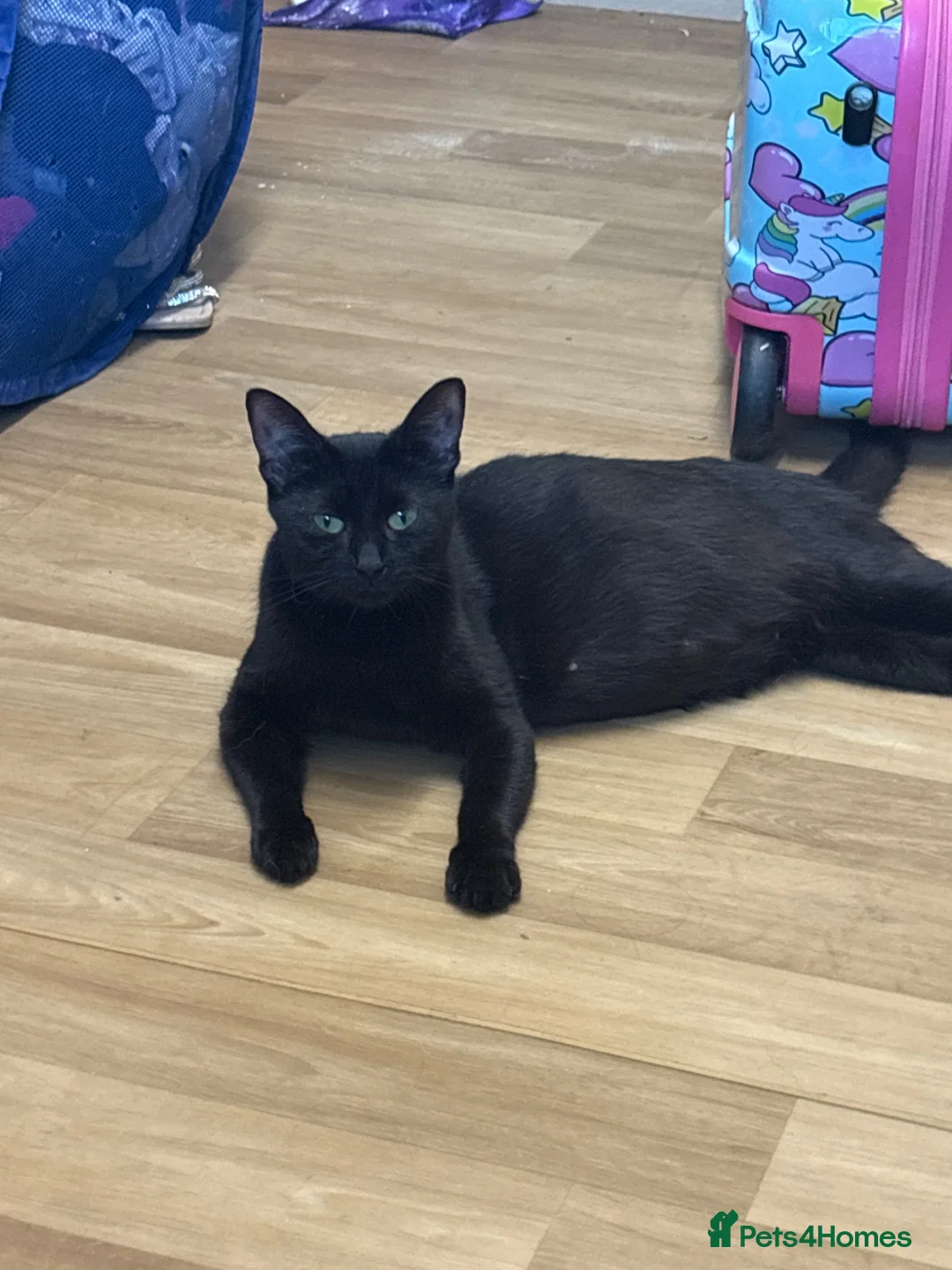 Mixed Breed cats for sale: 4 black kittens  in Ripley - Advert 7