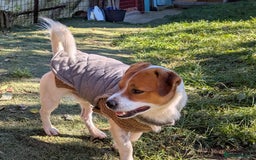 Mixed Breed dogs for adoption: STORM - Image 2