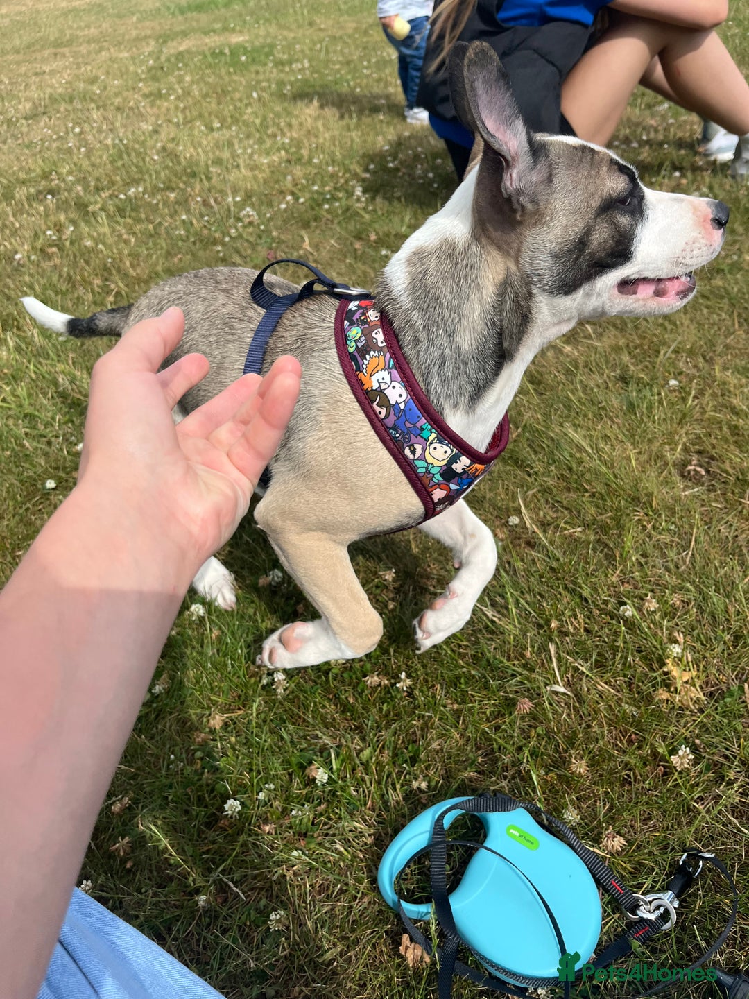 Mixed Breed dogs for sale: Dog for sale  - Image 1