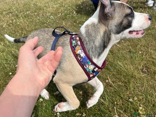 Mixed Breed dogs - Advert 28