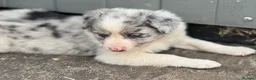 Border Collie dogs for sale: Gorgeous Collie Pups Mum ISDS Registered - Advert 12