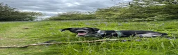 Mixed Breed dogs for sale: Welsh Collie x Labrador for sale - Advert 2