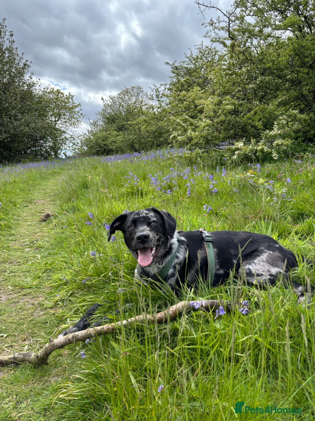 Mixed Breed dogs for sale: Welsh Collie x Labrador for sale - Advert 2