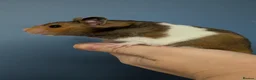 Hamster rodents for sale: Pedigree male Syrian hamsters  - Advert 5
