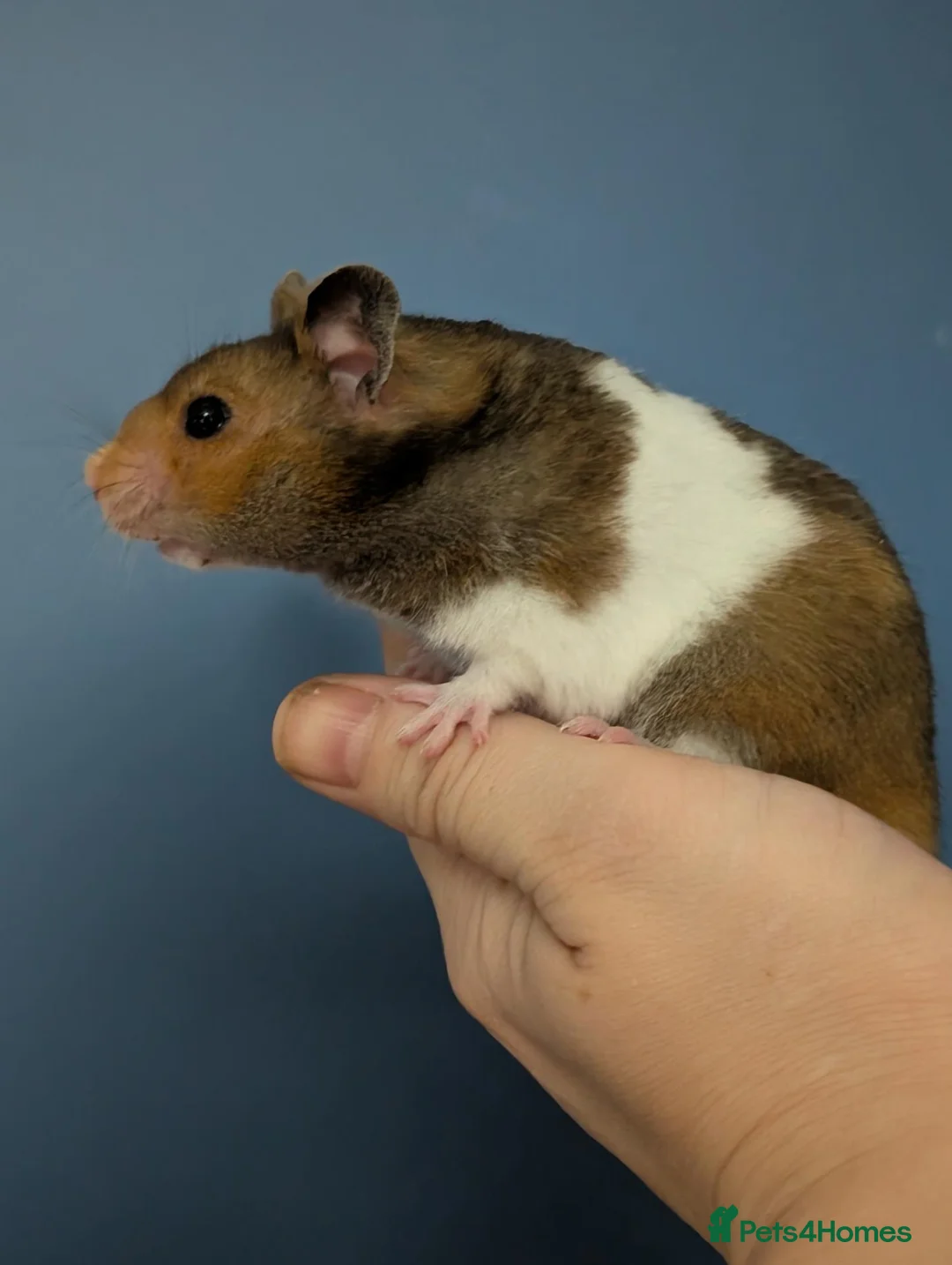 Hamster rodents for sale: Pedigree male Syrian hamsters  - Advert 5