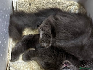 Maine Coon cats Beautiful and gentle girl looking for loving home - Advert 1