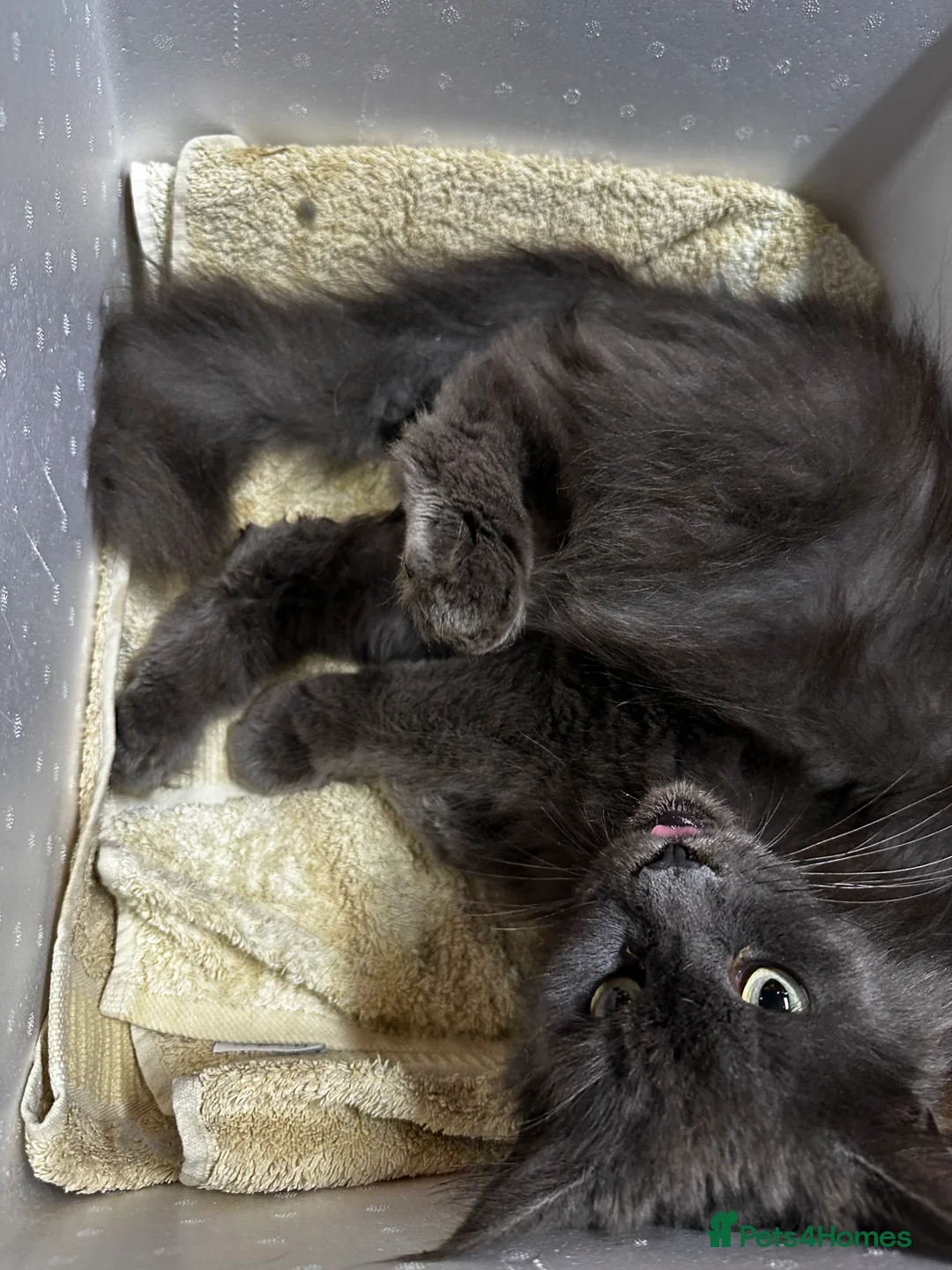 Maine Coon cats for sale: Beautiful and gentle girl looking for loving home - Advert 3